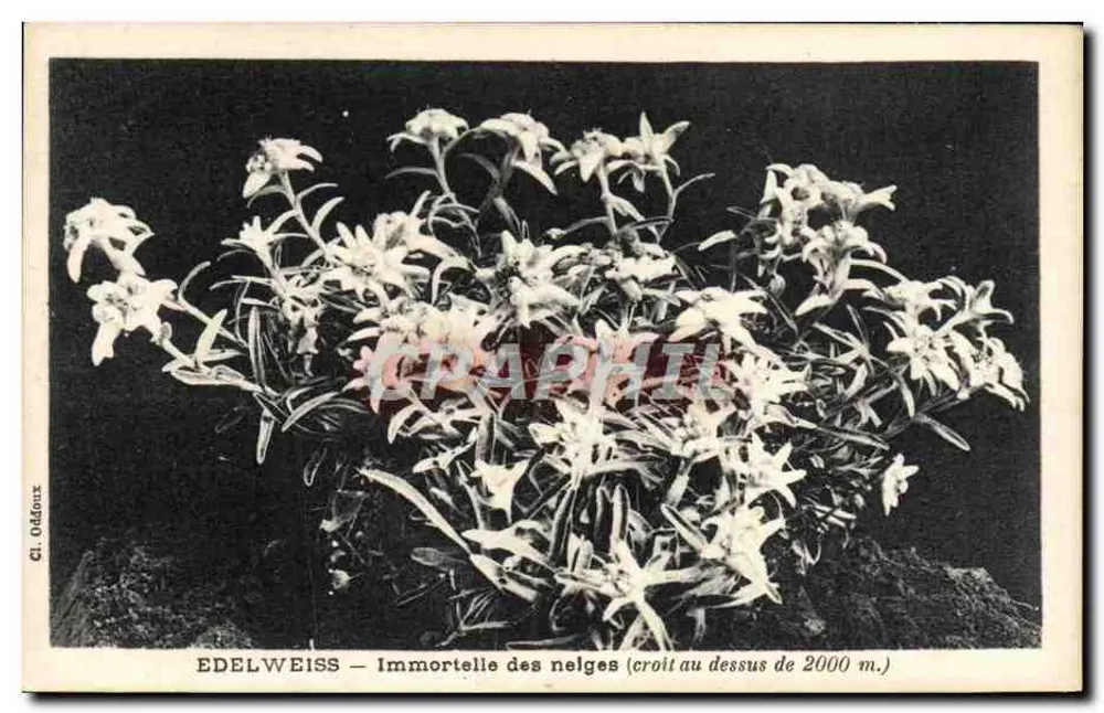 Edelweiss — Immortelle des neiges (wächst über 2000 m.) — Cl. Oddoux - Vorderseite