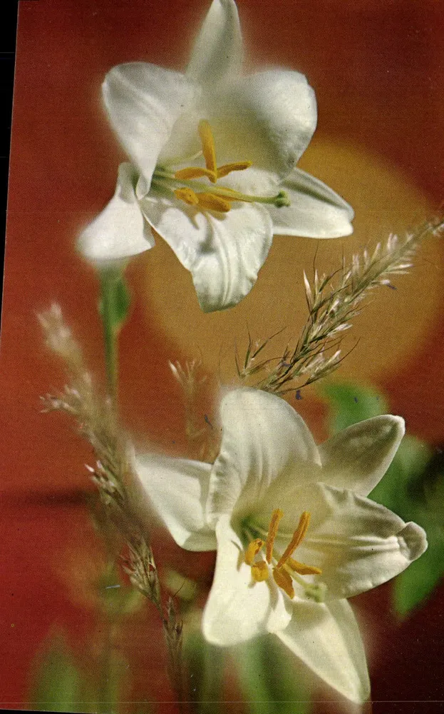 श्वेत लिली — प्रकाशक Rotalcolor, श्रृंखला R 493 - आगे