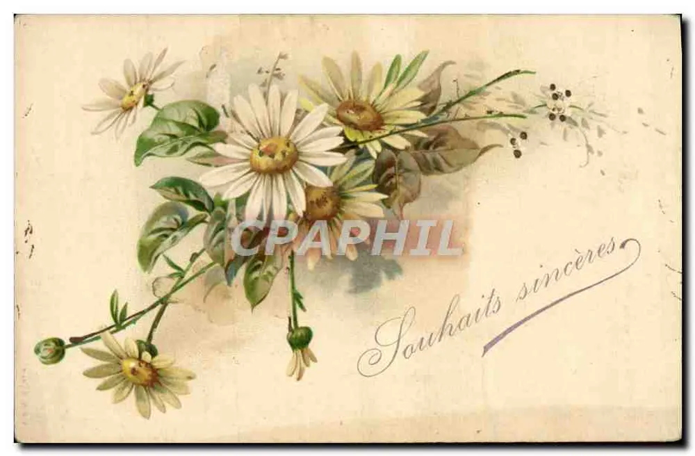 Arranjo de margaridas — Desejos sinceros — Carta postal universal - Frente