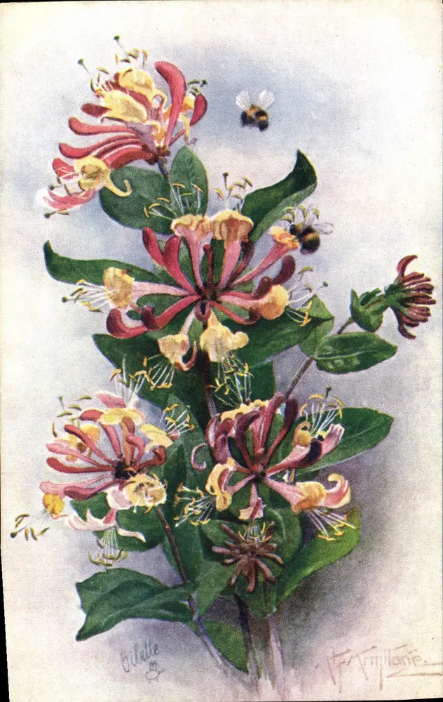 Viooltjes van wijnstok — botanische illustratie — Oilette & Bous, n° 8489 - Voorkant