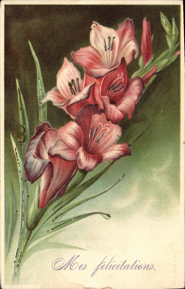 Gladiolus — kwiaty różowe i białe — Stara pocztówka nr 7816/99 - Awers