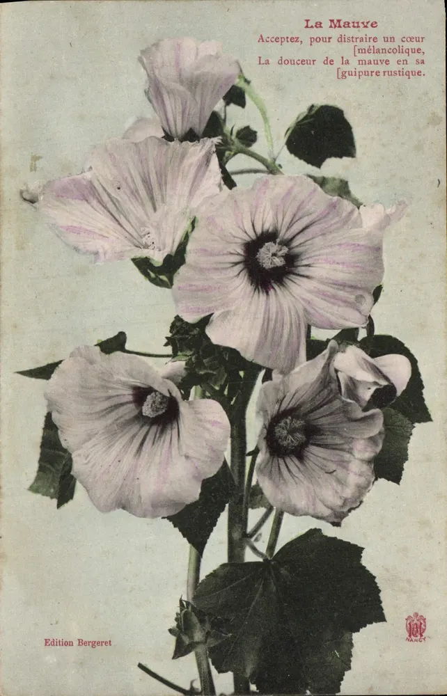 La Mauve — poème — Edición Bergeret, Nancy - Anverso