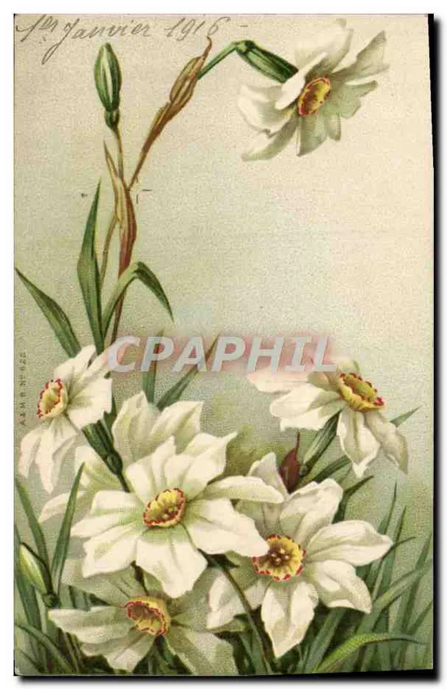 Narcisos — 14 de janeiro de 1916 — ASMP N°4626 - Frente