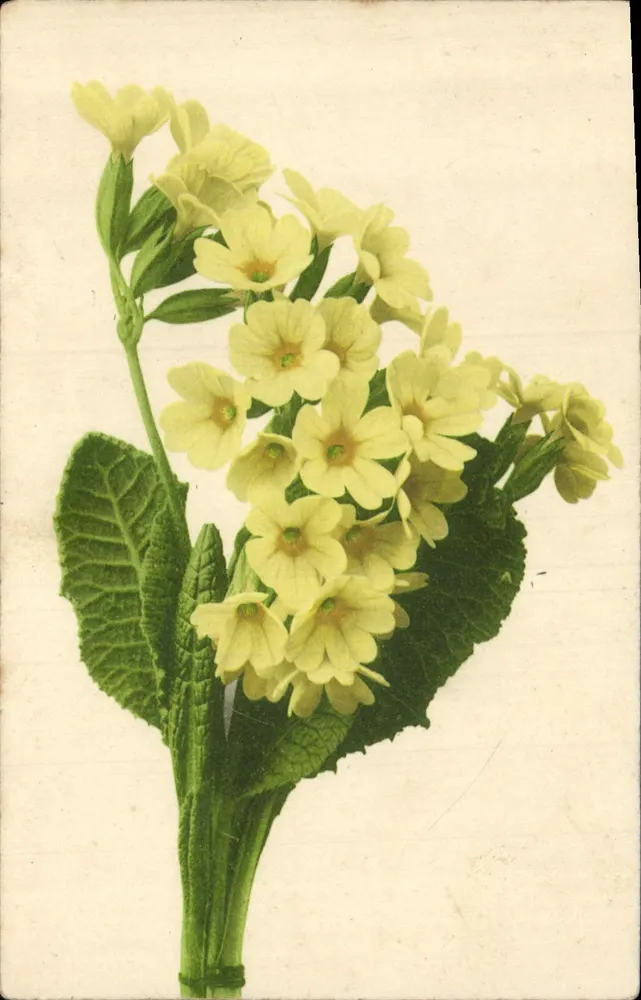 Żółte kwiaty primevery — ilustracja botaniczna — Paraphilhildruck v. Martin Renner & Co., Stuttgart - Awers