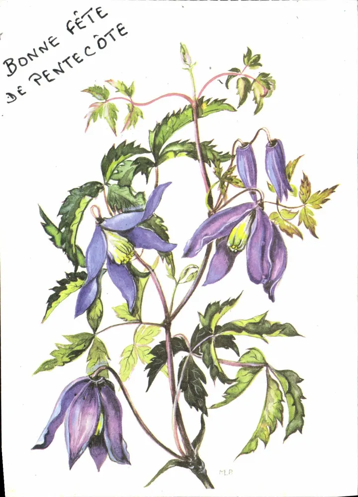 Fleur de clematide — illustration botanique — éditeur M.L.P. et n° 7436/39 - Frente