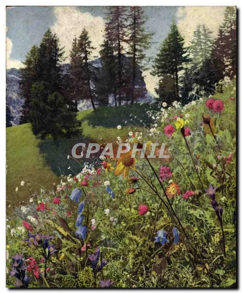 Alpine Blütenfeld — Berge und Wälder — Photochromie, Serie 507, Nr. 771 - Vorderseite