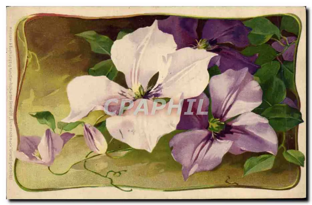 Flores de clematite — ilustração botânica — editor desconhecido - Frente