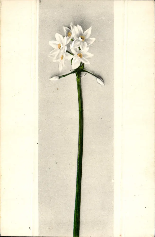 Biała kwiatostan — ilustracja botaniczna — Carl H. Odemar, Magdeburg, n° 1273 - Awers