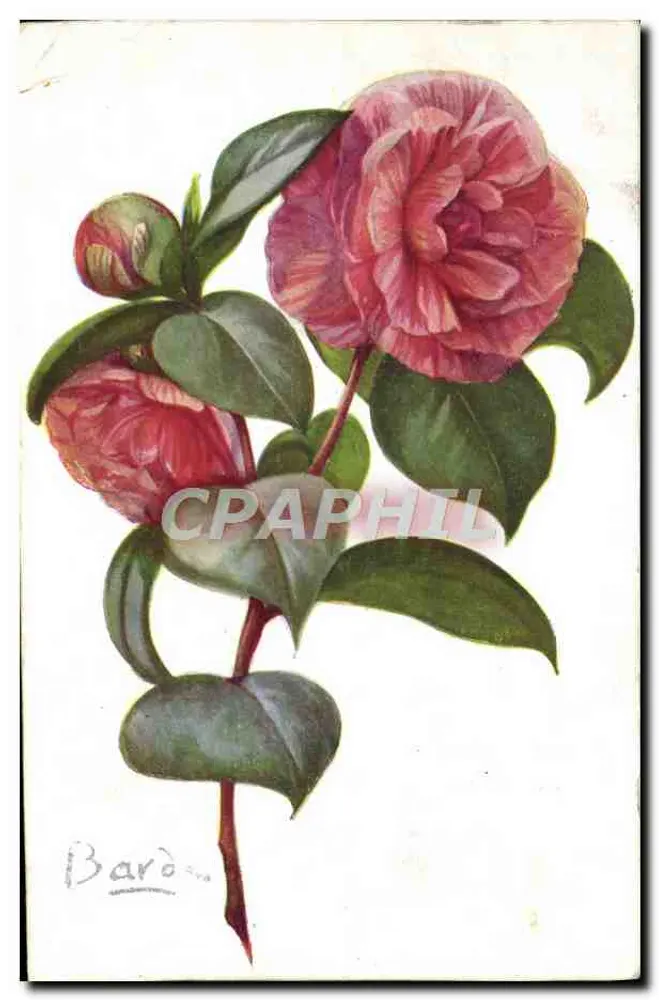 Camélia — Camélia japonica — editor COLOR PARIS, n°527 - Frente