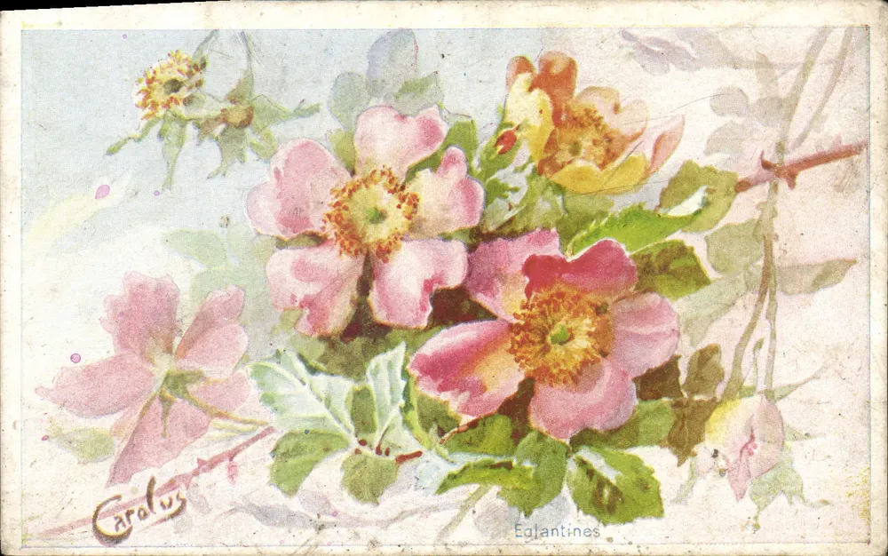 Eglantines — ilustracja kwiatów — Carolus - Awers