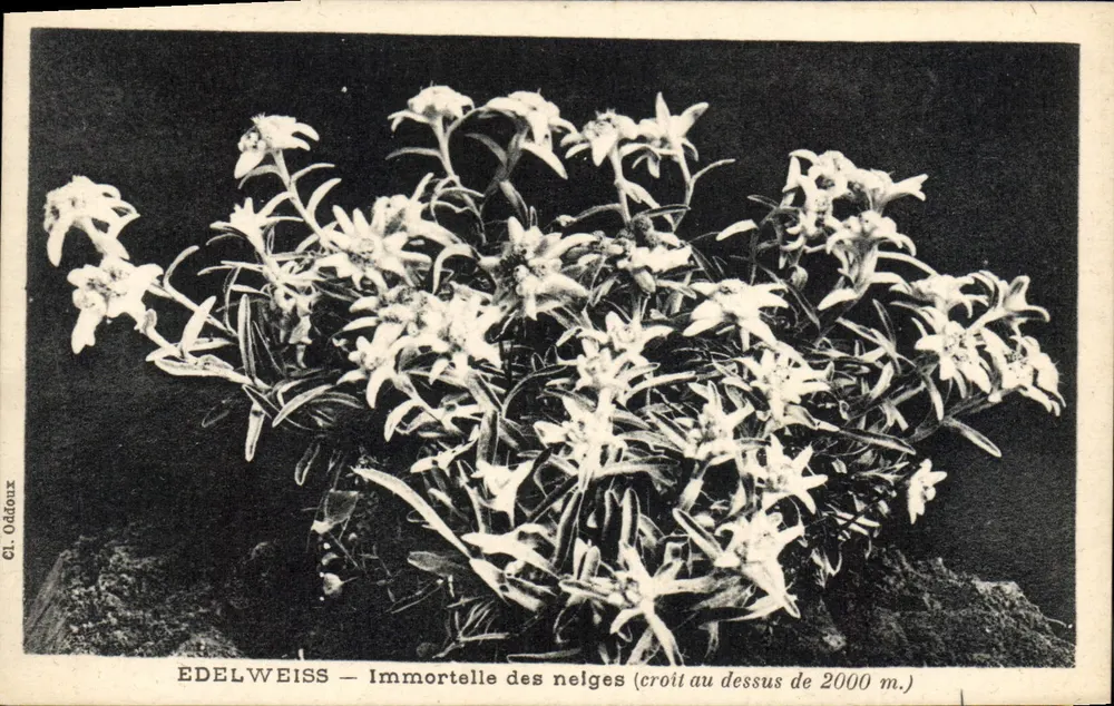 Edelweiss — Immortelle der Schneefläche (wächst über 2000 m.) — Cl. Oddoux - Vorderseite