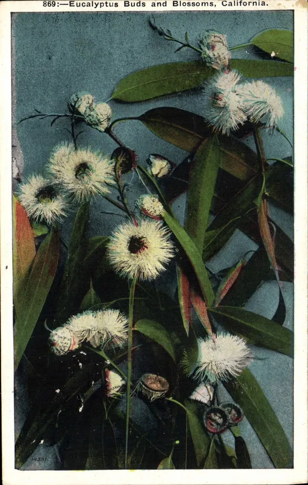 Eukalyptus-Blüten und Knospen — Kalifornien — M. Kashower Co., Los Angeles, Cal. n°869 - Vorderseite