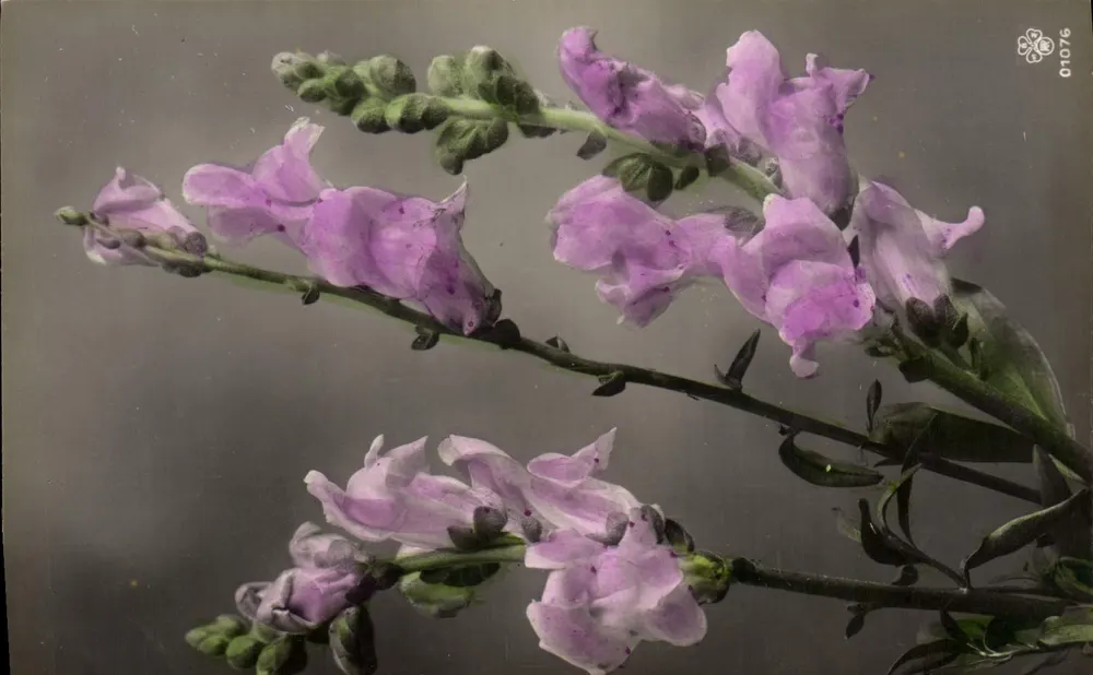 Violette bloemen — serie 01076 — onbekende uitgever - Voorkant