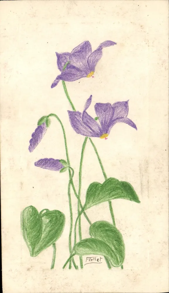Violetas — desenho a lápis de cor — F. Valliet - Frente