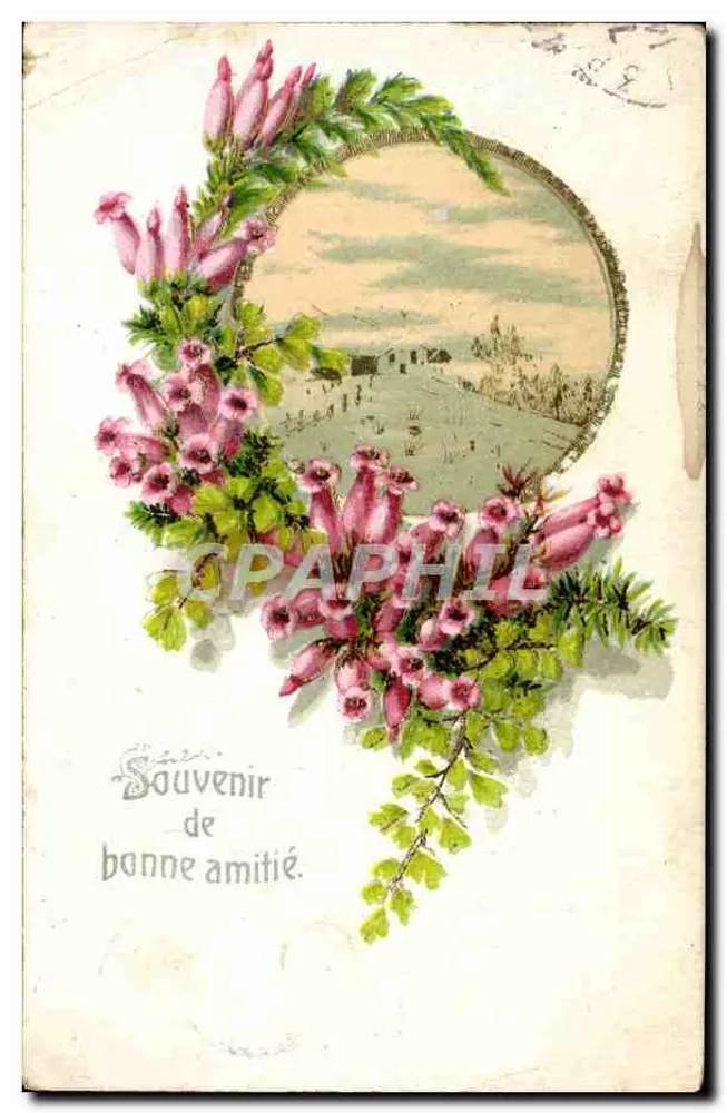 Fleurs de phacélie — vue de campagne dans un cadre circulaire — éditeur non visible - Frente