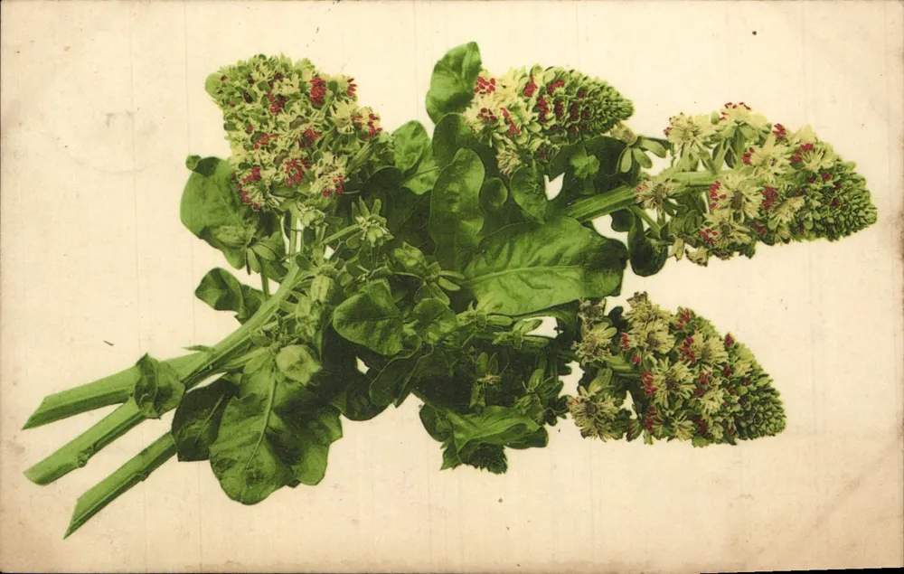 Bouquet chou frisé — wydawca Fräntz & Martin, n° 7816/199 - Awers