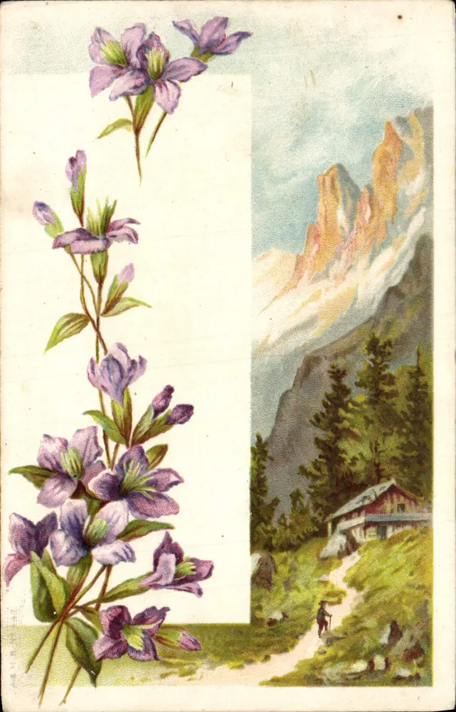 Flores violetas — paisagem alpina com chalé — editor não visível - Frente