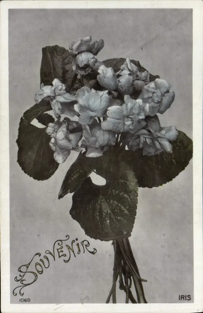 Arranjo de hortênsias — editor IRIS, n° 1069 - Frente