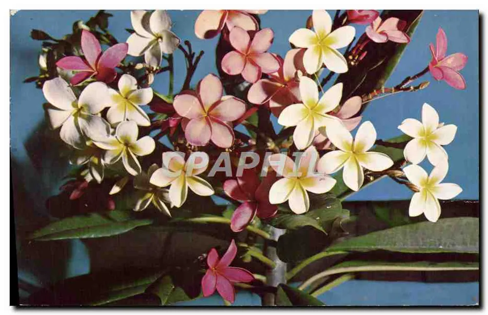 Flores de Plumeria — Tahiti — Distribuidor em Papeete - Frente