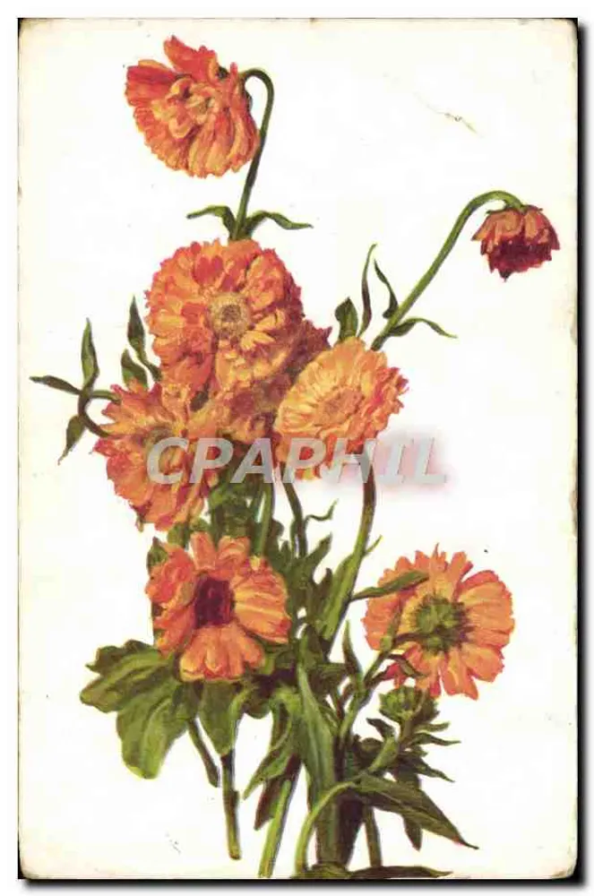 Flores de calêndula — editor COLOR Paris, n° 574 - Frente