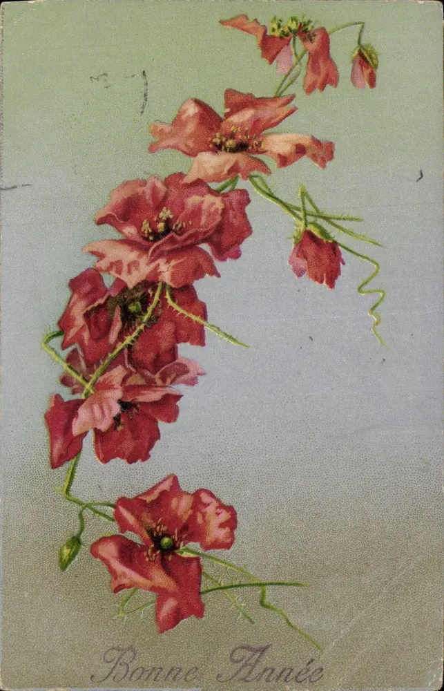 Fleurs de pavot — composition florale — éditeur non visible - Frente