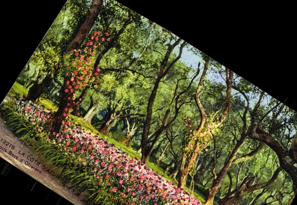 Bois d'Oliviers — Die Côte d'Azur — Photochromie A.D.I.A. (St-Roch) NICE - Vorderseite