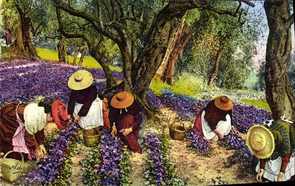 Violettensammeln — Die Côte d'Azur — A.D.I.A. — LL 3 - Vorderseite