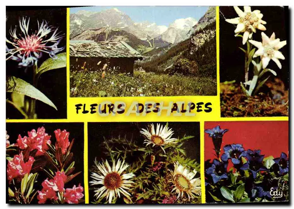 Alpine Blumen — Verlag Edy, Seriennummer 7616/99 - Vorderseite