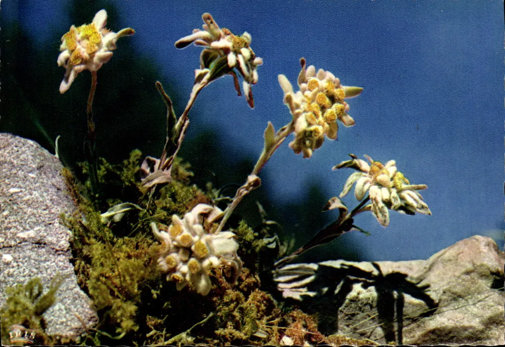 Edelweiss — Leontopodium Alpinum — LUMICAP - Vorderseite