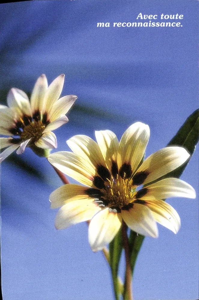 Deux fleurs de Gazania — éditeur CPAPHIL, n° BF 34 - Frente