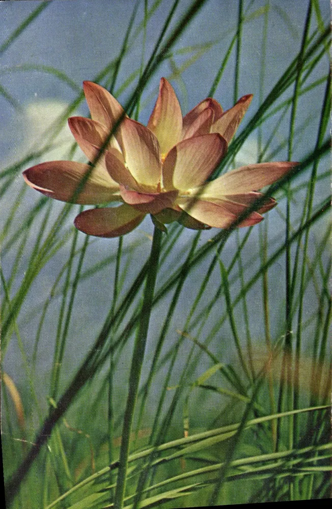 Lotus — Wasserpflanze — Veröffentlicht vom Nationalen Komitee für Kindheit, Paris-VIII - Vorderseite