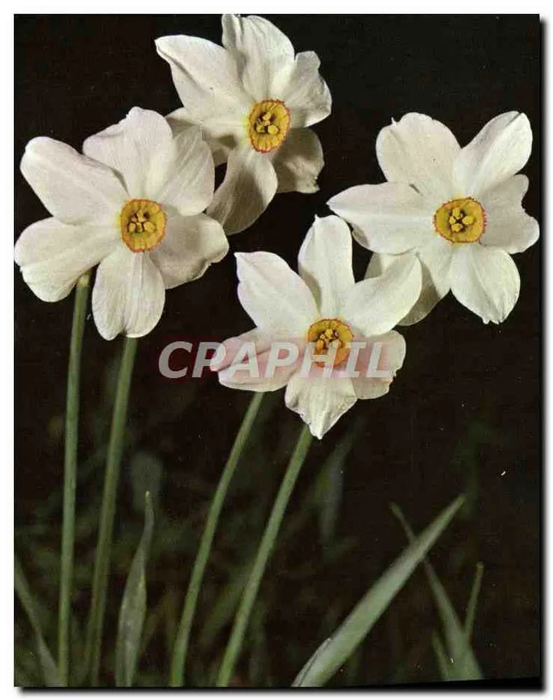 Narcissus (crisântemos) — fotografia — editor desconhecido, número de série não visível - Frente