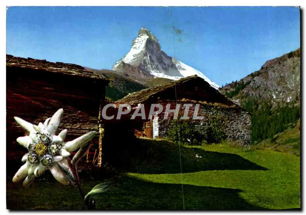Monte Cervin — vista com chalés e edelweiss - Frente