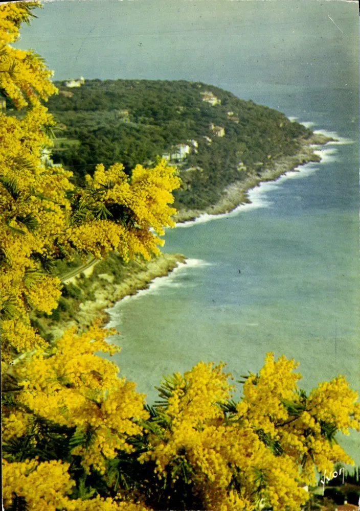 Côte d'Azur — Printemps sur la Côte d'Azur, Les Mimosas en fleur — Éditions d'Art Yvon, n° 7753/99 - Anverso