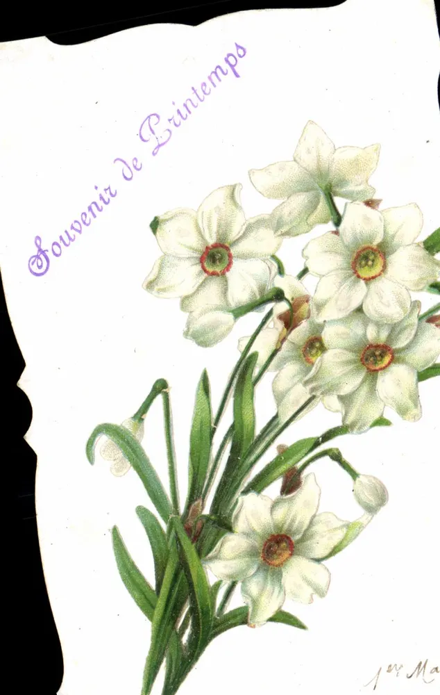 Narcisos — Lembrança de Primavera — J. Ma - Frente