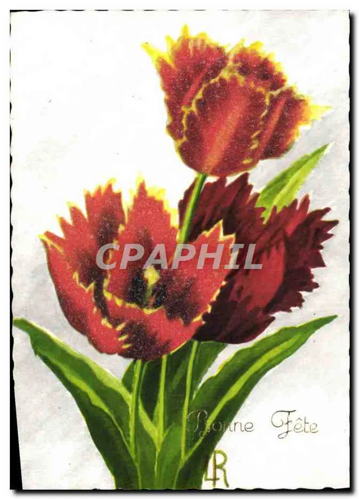 Tulipes rouges et jaunes — illustration — éditeur non visible - Frente
