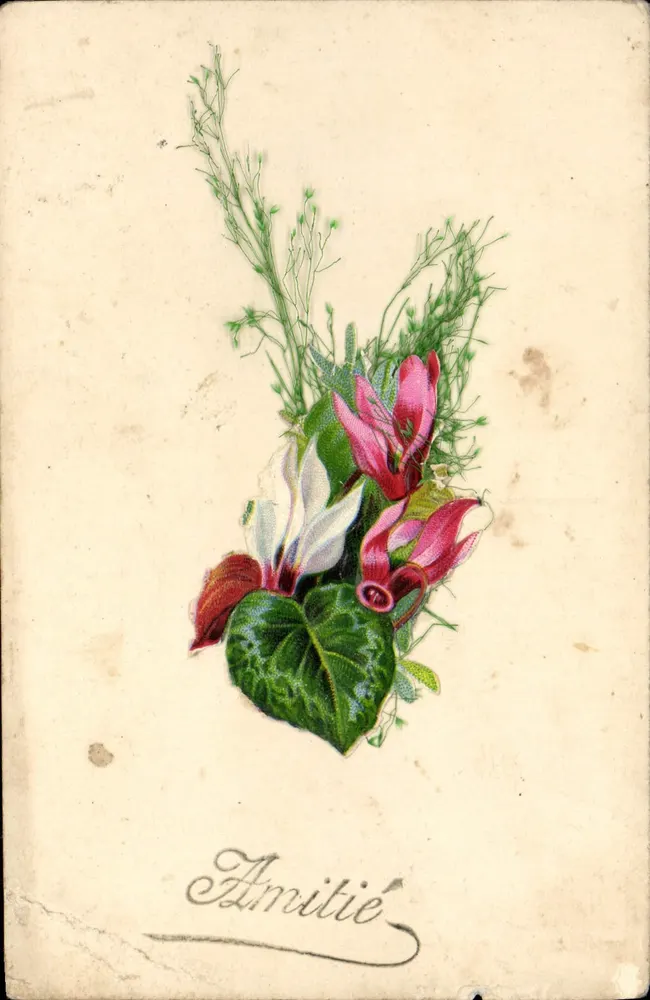 Bouquet de cyclamens — éditeur non visible - Frente