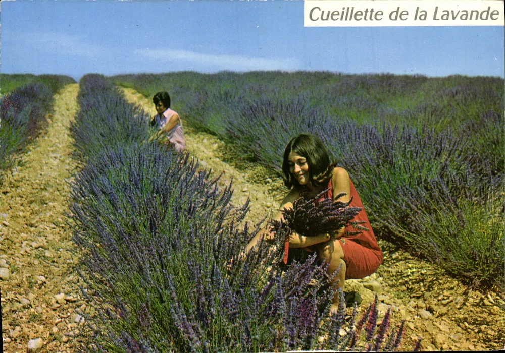 Colheita da lavanda — Costa Azul, França — Edições Art Moniteur - Frente
