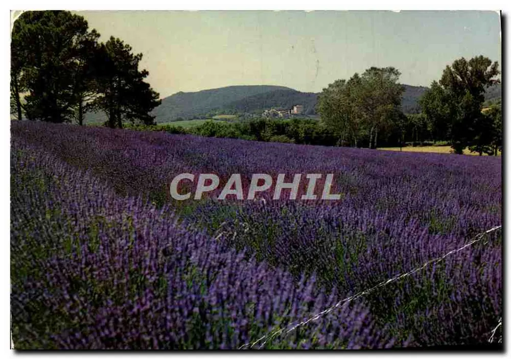 Campo de lavanda na Provença — editor não visível, número de série não legível - Frente
