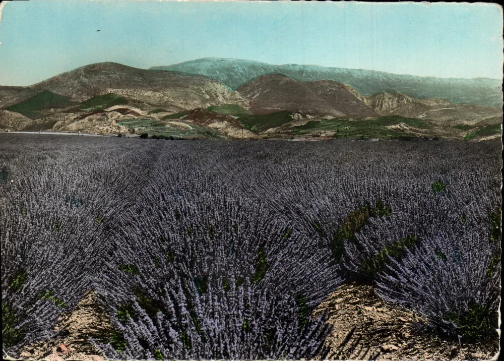 Campo de lavanda — Festival internacional de cinema amador — Edições « M.A.R. » - Frente