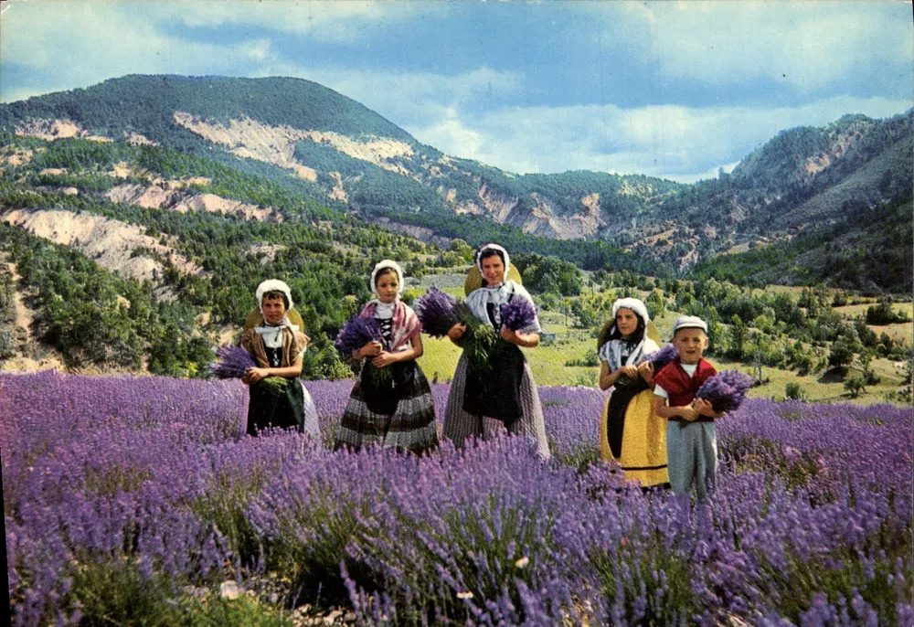 Colheita da Lavanda — As Alpes - Les Éditions MAR - NICE - n° A.111 - Frente