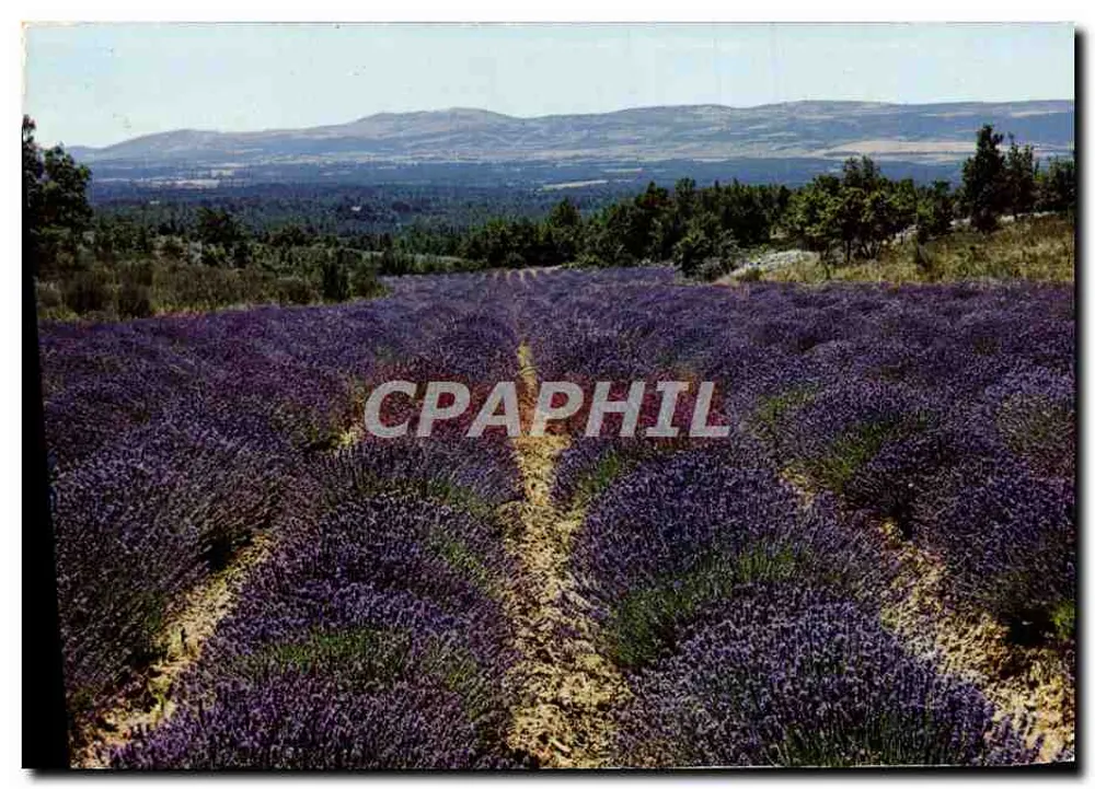 Campo de lavanda — França — Éditions CELLARD, n° F.30128 - Frente