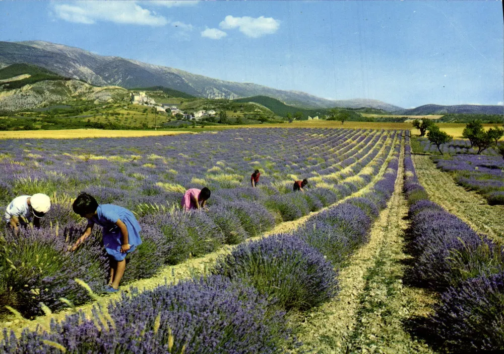 Campo de lavanda — Provence — Éditions Géa Soléil - Frente