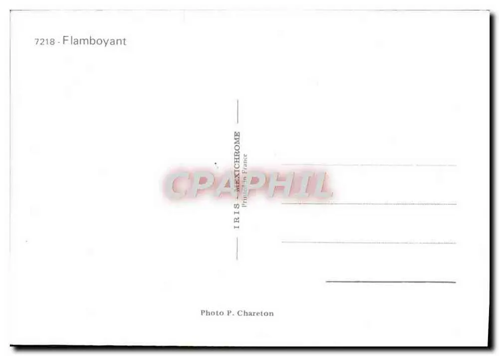 Flamboyant — Drzewo w kwiecie — IRIS-MEXICHROME, Fot. P. Chareton, n°7218 - Rewers