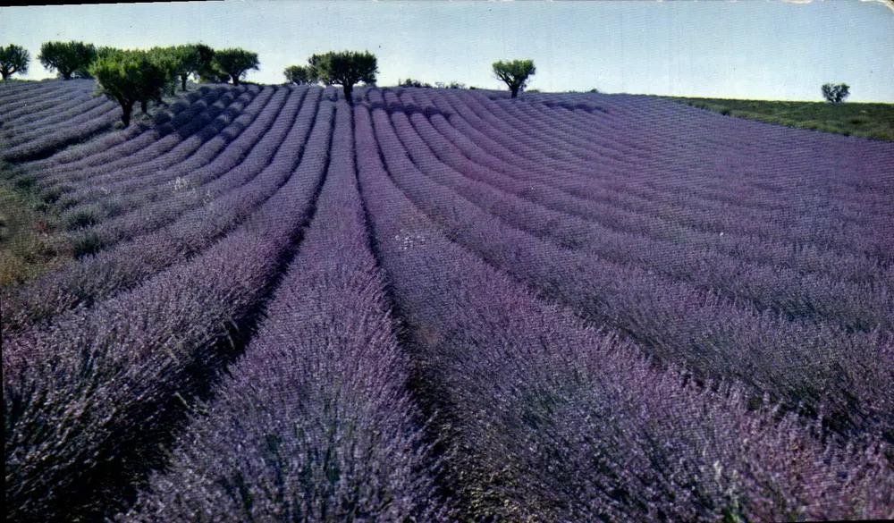 Campo de lavanda — Editor Mexichrome, NICE, n°389 - Frente