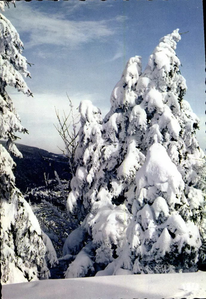Paisagem do Leste — Pinheiro sob a neve — Edições Hachette (Bas-Rhin) - Frente