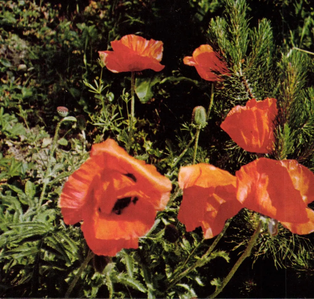 Cravos em flor — Foto Marie Dominique TROËL — Editor BOTAG (Bénevest, França) n°3302 - Frente