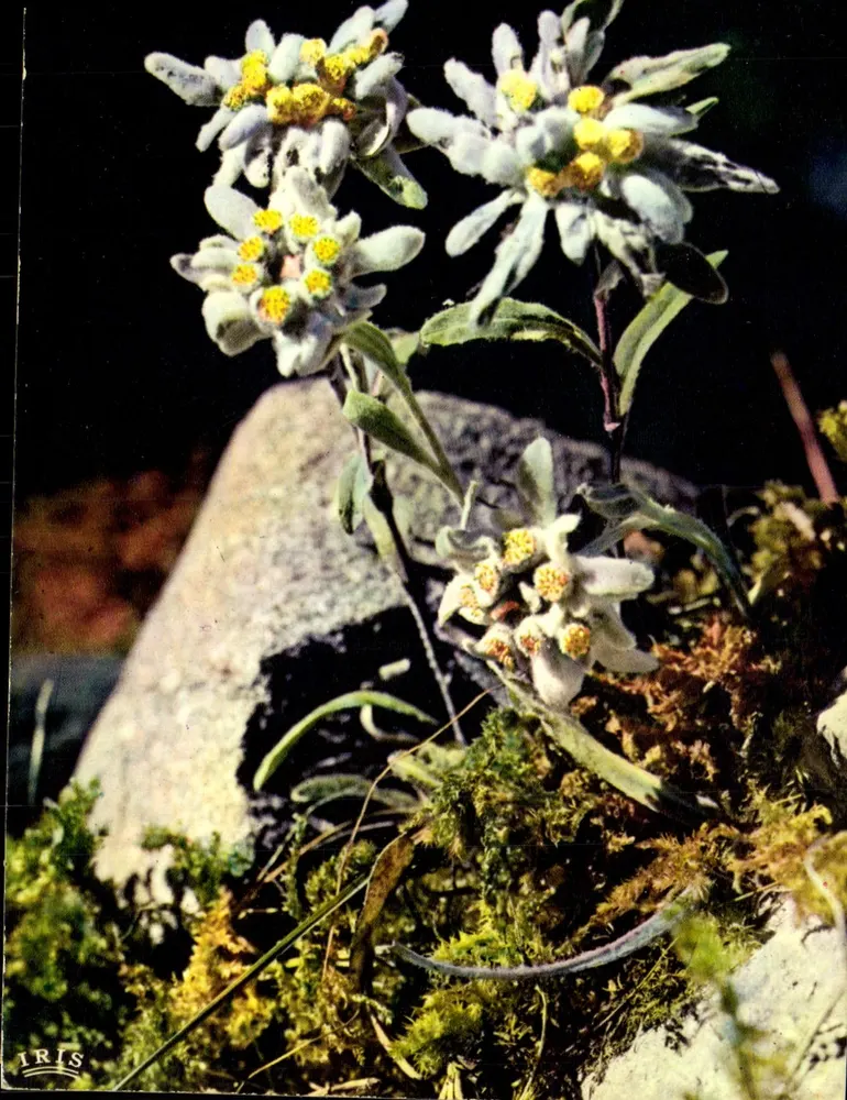 Flora de montaña — Edelweiss (Leontopodium Alpinum) — Lumicap - Anverso