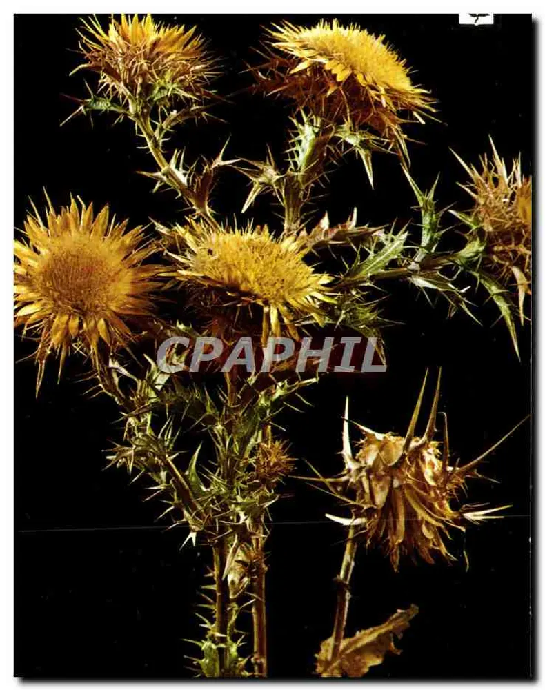 Flores de cardo — série F n° 61 - D — Edição DINO Font Romeu - Frente