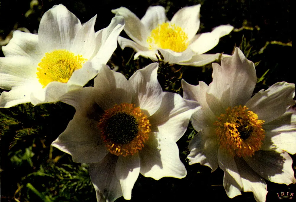 Weiße Anemonen — Anemona alpina — Collection du Club — n° 5147 - Vorderseite
